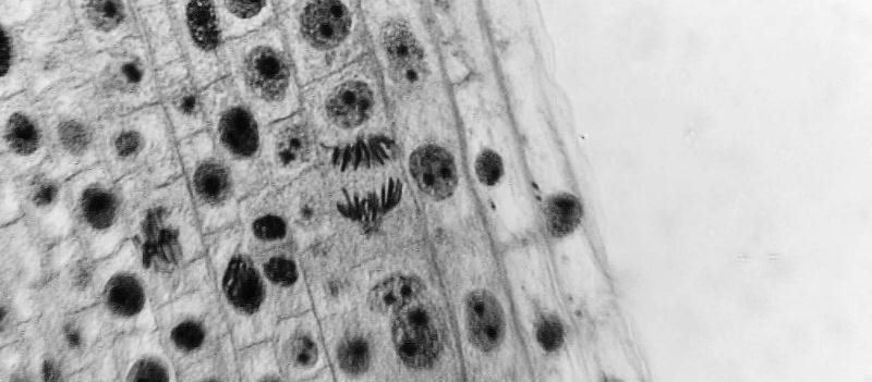 Bioética y diseño: paredes de piel, alfombras de pelo