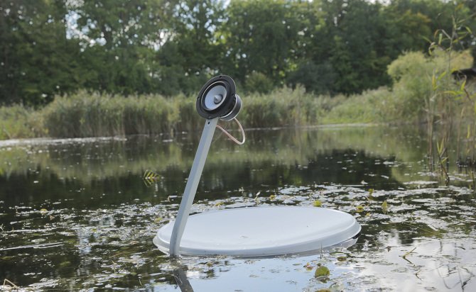 Swans, Marco Barotti, 2015. ©Marco Barotti