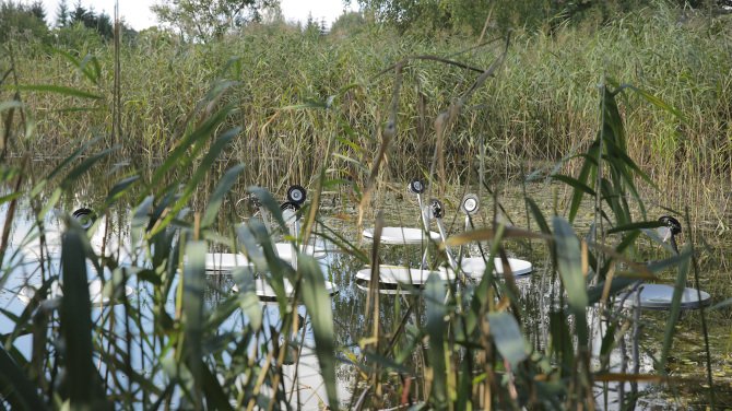 Swans, Marco Barotti, 2015. ©Marco Barotti