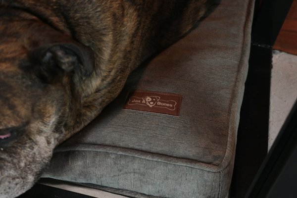 MDK9 Dog Haus de Rahil Taj