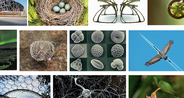 1º edición concurso Biomimicry, 2016.