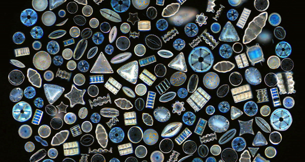 1º edición concurso Biomimicry, 2016.