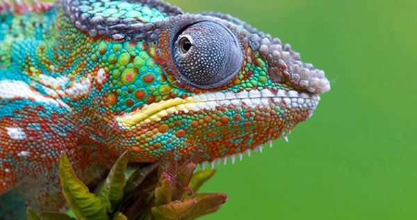 1º edición concurso Biomimicry, 2016.