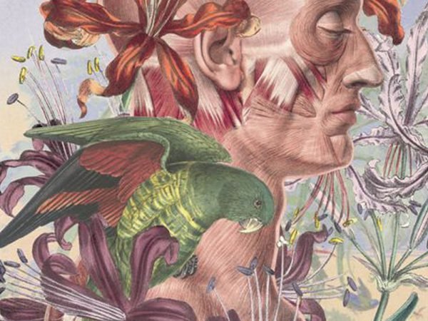 Ciencias naturales, una serie de Juan Gatti. Ilustraciones sin piel