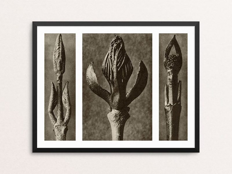 Karl Blossfeldt. Urformen der Kunst, flores en el Museo Nacional Thyssen-Bornemisza