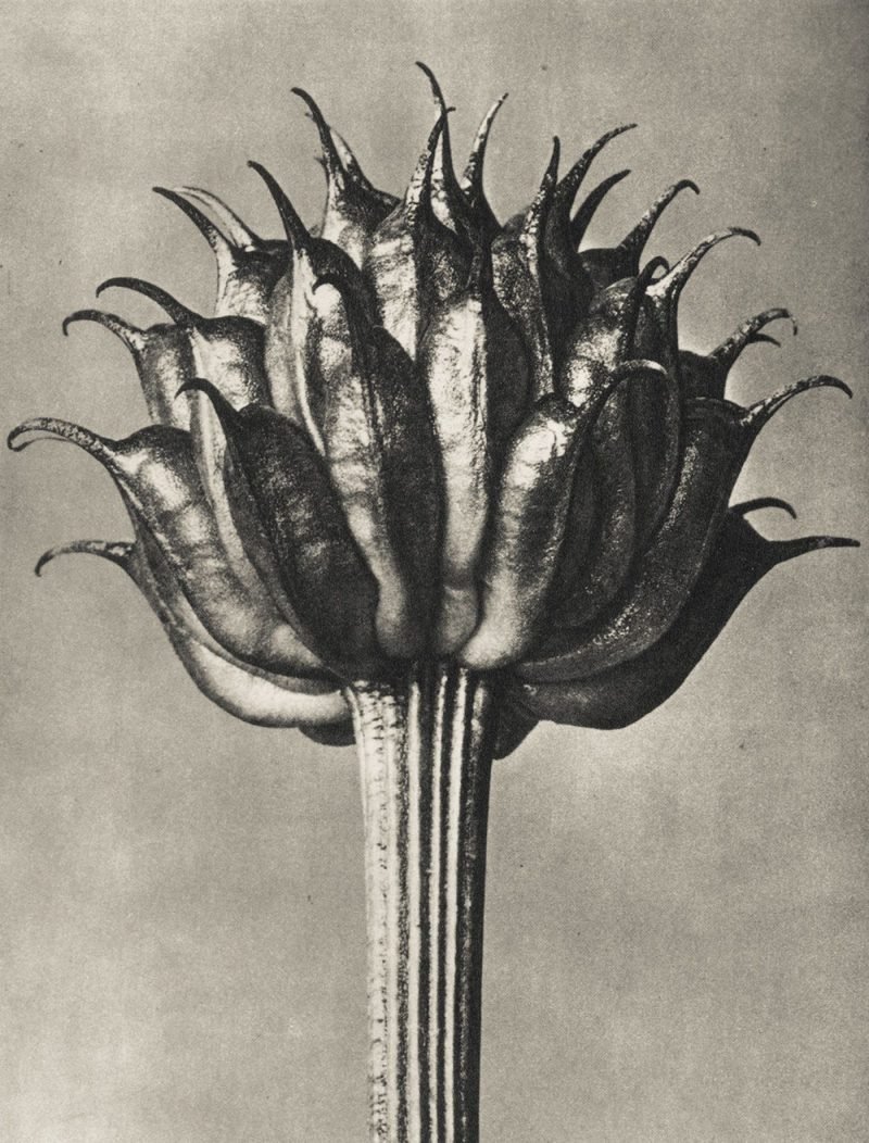 Karl Blossfeldt. Urformen der Kunst, flores en el Museo Nacional Thyssen-Bornemisza