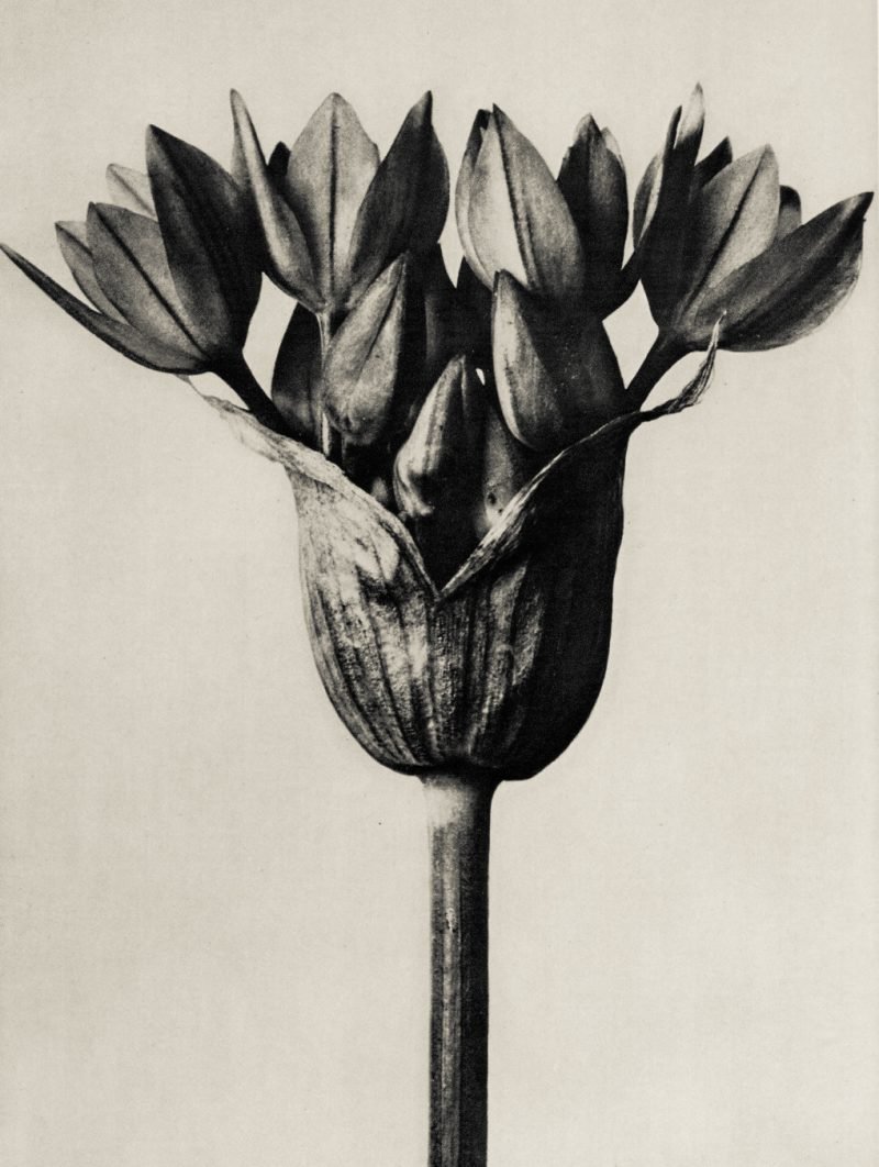 Karl Blossfeldt. Urformen der Kunst, flores en el Museo Nacional Thyssen-Bornemisza