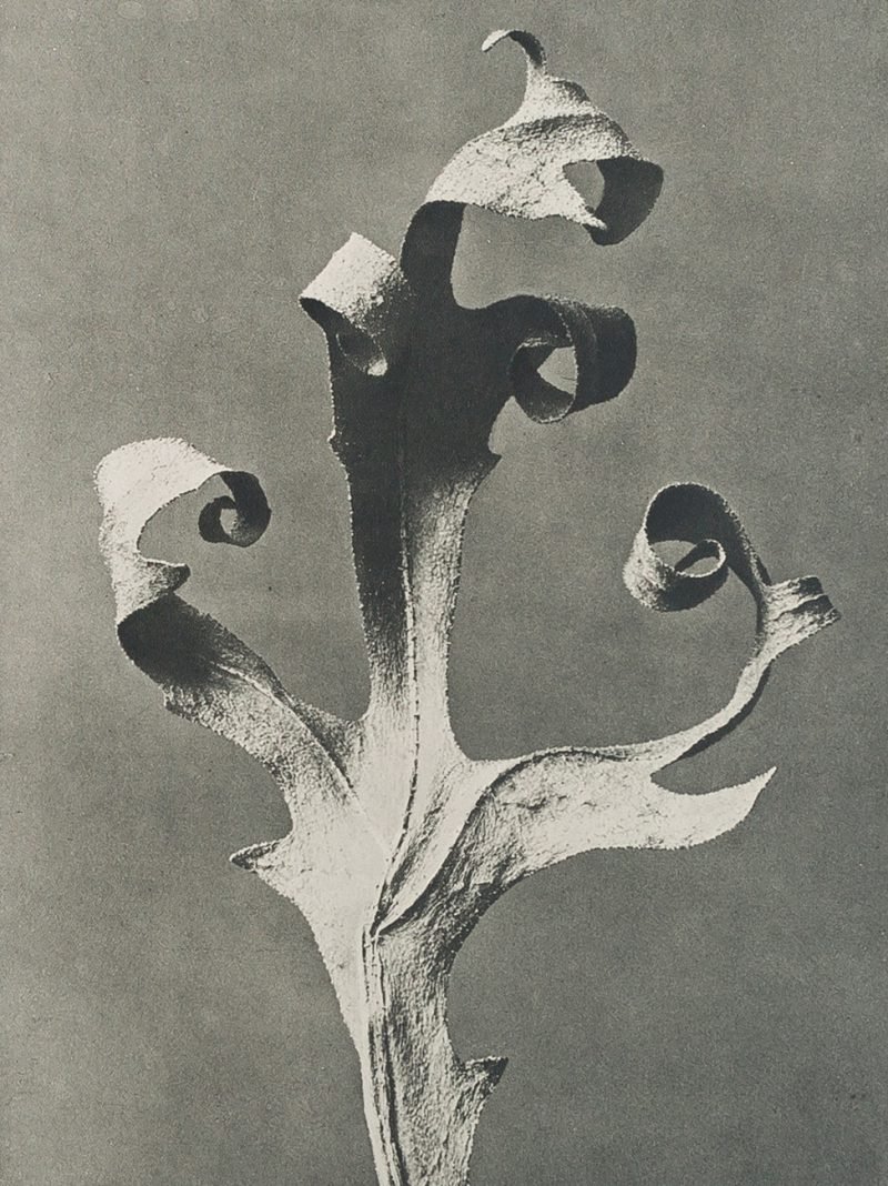 Karl Blossfeldt. Urformen der Kunst, flores en el Museo Nacional Thyssen-Bornemisza