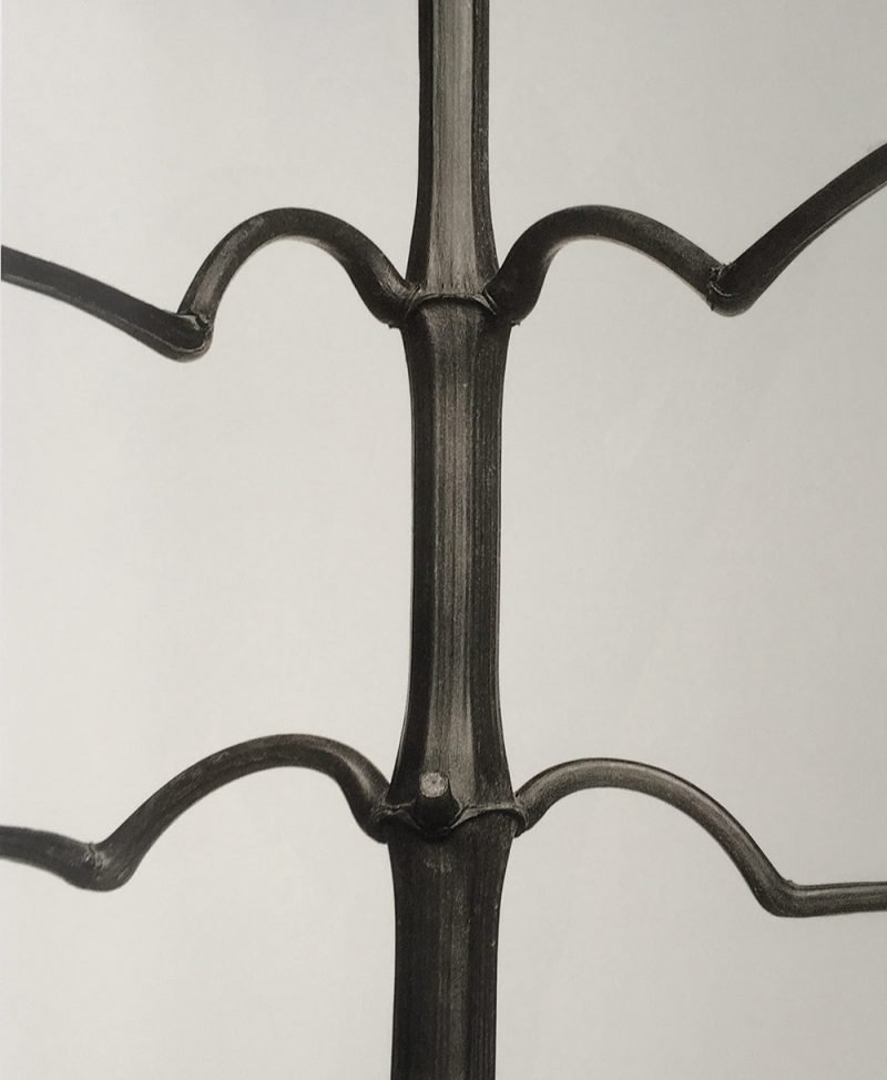 Karl Blossfeldt. Urformen der Kunst, flores en el Museo Nacional Thyssen-Bornemisza