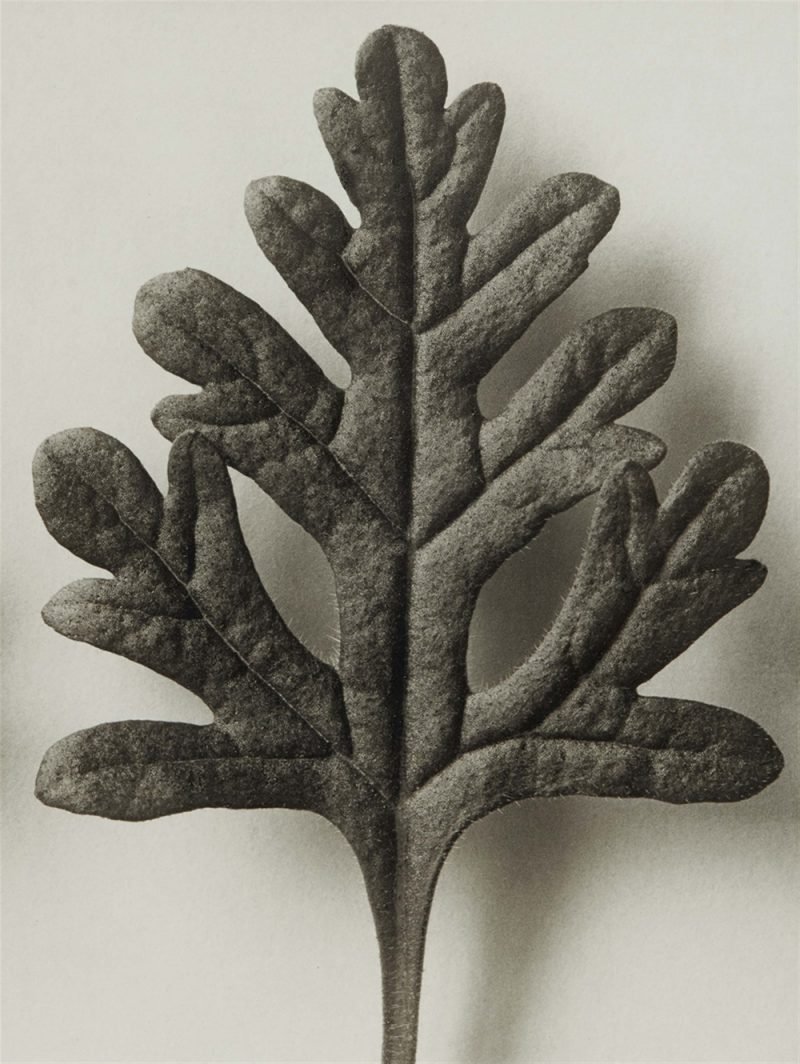 Karl Blossfeldt. Urformen der Kunst, flores en el Museo Nacional Thyssen-Bornemisza