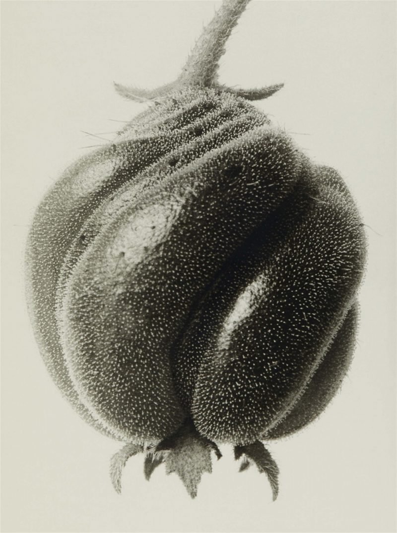 Karl Blossfeldt. Urformen der Kunst, flores en el Museo Nacional Thyssen-Bornemisza
