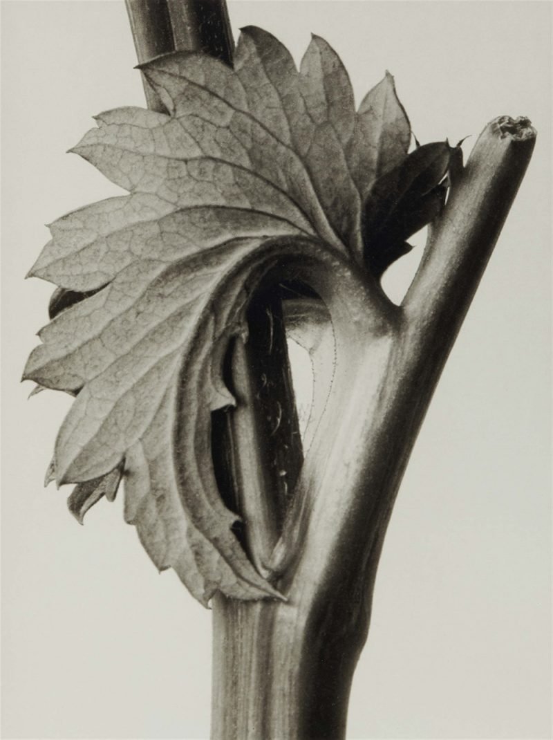 Karl Blossfeldt. Urformen der Kunst, flores en el Museo Nacional Thyssen-Bornemisza
