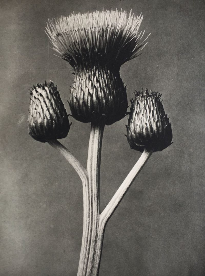 Karl Blossfeldt. Urformen der Kunst, flores en el Museo Nacional Thyssen-Bornemisza