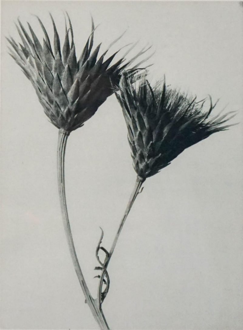 Karl Blossfeldt. Urformen der Kunst, flores en el Museo Nacional Thyssen-Bornemisza
