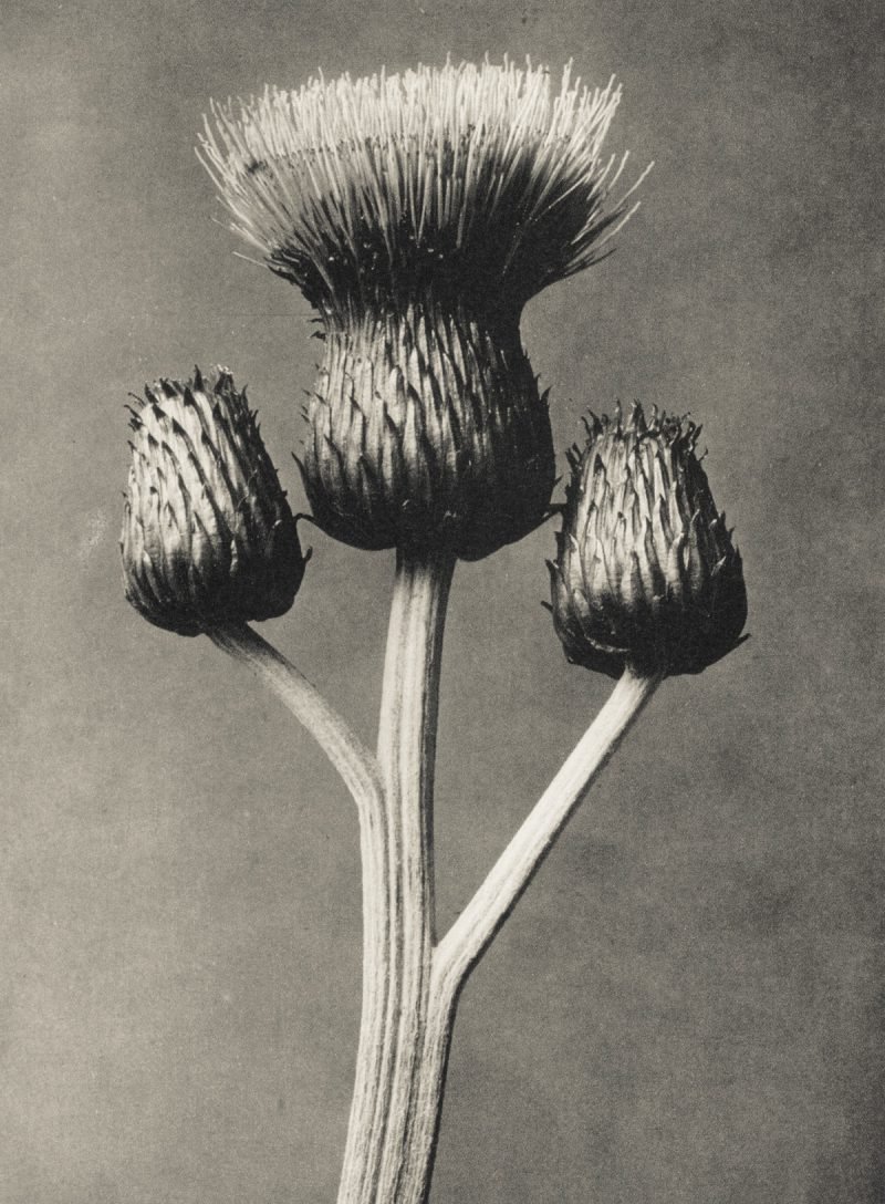 Karl Blossfeldt. Urformen der Kunst, flores en el Museo Nacional Thyssen-Bornemisza