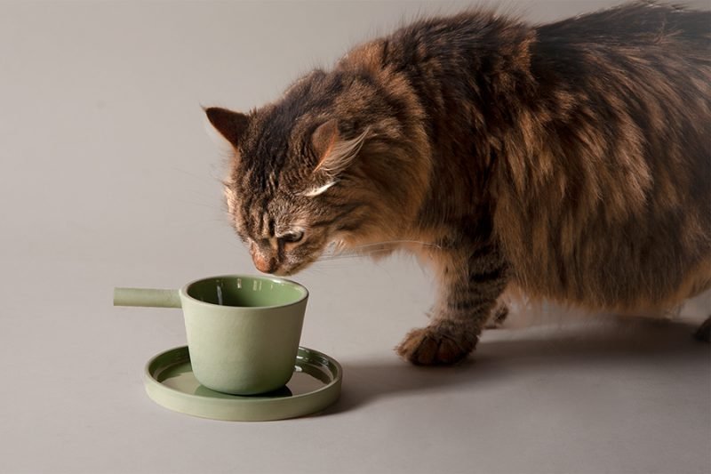 Casa, el proyecto de PerezOchando consagrado a nuestras mascotas