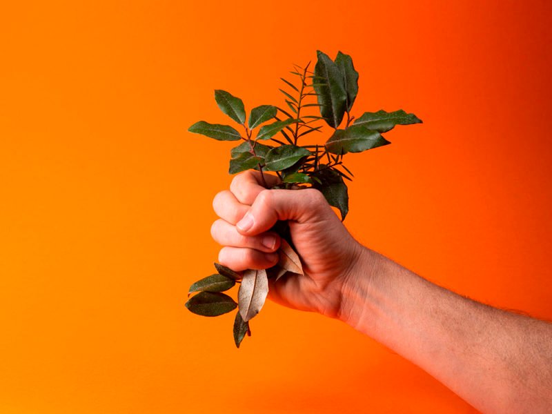 Native: las refrescantes hierbas carbonatadas de Ben Galbraith