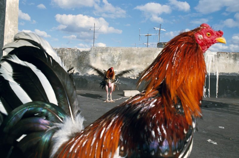 Las salas de exposiciones temporales de los hoteles One Shot de Madrid (Recoletos y Fortuny) albergará hasta 30 de septiembre de 2021 Rimas de reojo, una exposición dedicada a la obra de los fotógrafos estadounidenses Alex Webb y Rebecca Norris Webb, probablemente una de las parejas creativas —y de hecho— más prolíficas y talentosas de la fotografía contemporánea y, en particular, de la llamada fotografía urbana. "Rimas de reojo es una conversación visual entre Alex y Rebecca, una pareja que ha trabajado alrededor del mundo –juntos y por separado– durante casi 30 años", comentan desde la organización.